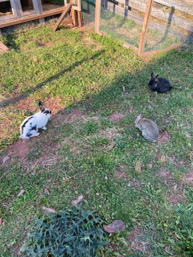 דירות סן מרטינו אין באדיה Agriturism Gscnara מראה חיצוני תמונה